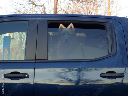 Un chien attend dans une voiture avec la vitre baissée