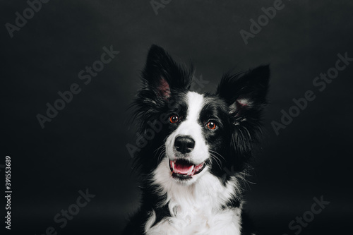 Studio portrait of a border collie. Smiling happy dog on black background.