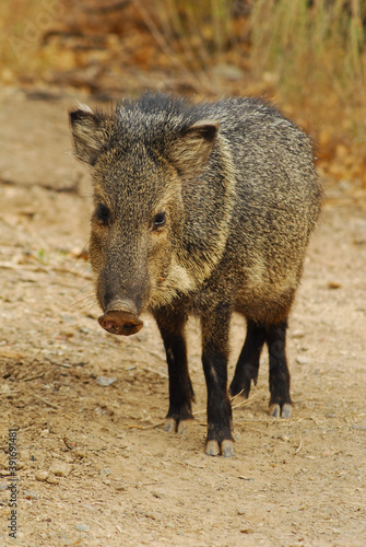 A javelina wanders through the desert in west Texas.