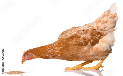 one brown chicken pecking grains, isolated on white background, studio shoot