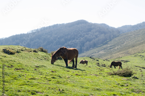 caballo pastando en la pradera-5