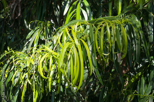 Sydney Australia, green leaves of geijera parviflora or wilga tree in the sunshine