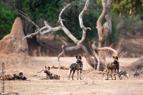 African Wild Dog (Lycaon pictus) preparing for hunting in Mana Pools National Park in Zimbabwe