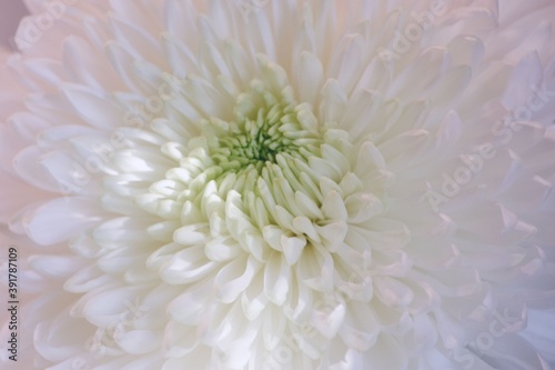 White chrysanthemum flower.