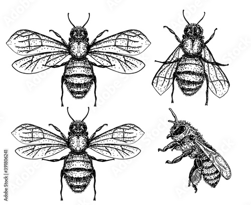 bees set. vector illustration of tree honey bee. Hand drawn sketch isolated on white