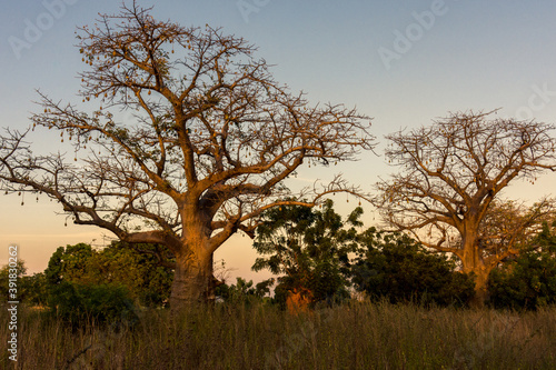 Arboles baobab, en los alrededores de la ciudad de Soma, en el centro de Gámbia