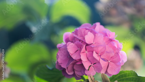 Kwitnąca różowa Hortensja ogrodowa, Hydrangea macrophylla