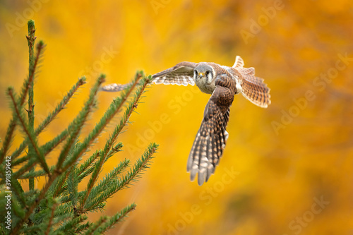 The American kestrel (Falco sparverius), also called a sparrow hawk is the smallest and most common falcon in North America.