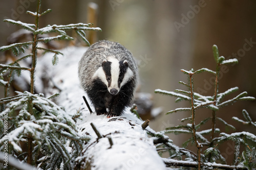 The European badger (Meles meles), also known as the Eurasian badger, is a badger species in the family Mustelidae native to almost all of Europe
