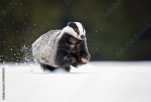 The European badger (Meles meles), also known as the Eurasian badger, is a badger species in the family Mustelidae native to almost all of Europe