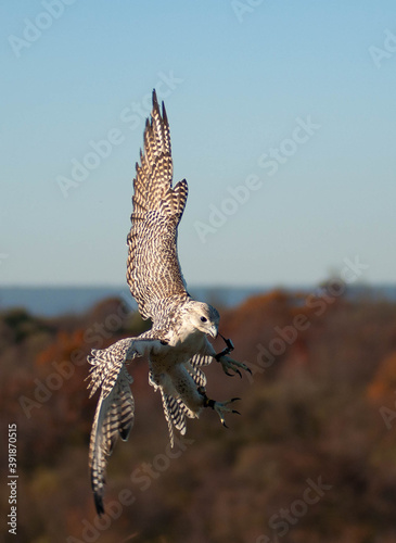 Falcon maneuvers