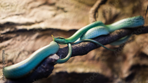 Argentyński wąż długonosy na gałęzi - Philodryas baroni