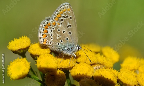 Polyommatus icarus - Motyl modraszek ikar na kwiatostanie wrotycza (Tanacetum vulgare) - Trójmiejski Park Krajobrazowy 