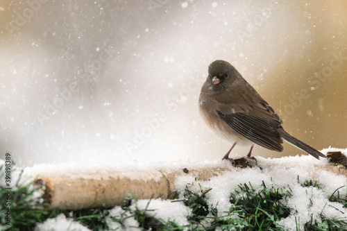 small songbird in the winter snow