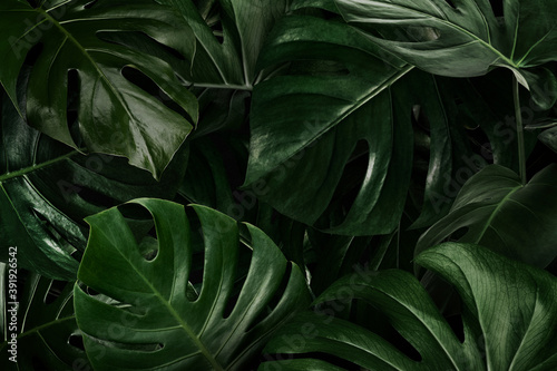 Green monstera leaves nature background