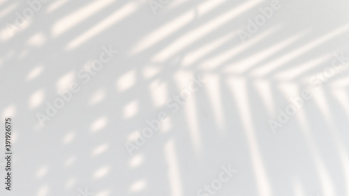 Tropical palm leaves shadow on a white wall