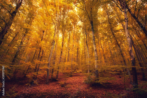 Autumn forest nature