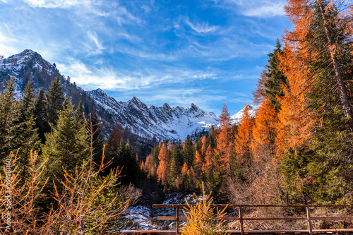 high mountains with snow surrounded by pine trees with orange-red foliage