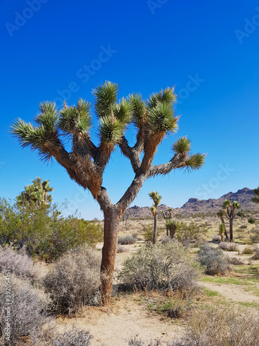 Park Narodowy Joshua Tree. USA