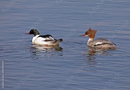 Common merganser (North American) or goosander (Eurasian) (Mergus merganser).