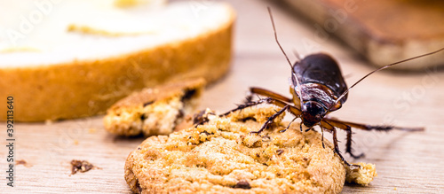 Ordinary American cockroach, walking on table with scraps of food, feeding on crumbs. Concept of lack of hygiene at home, need for pest control