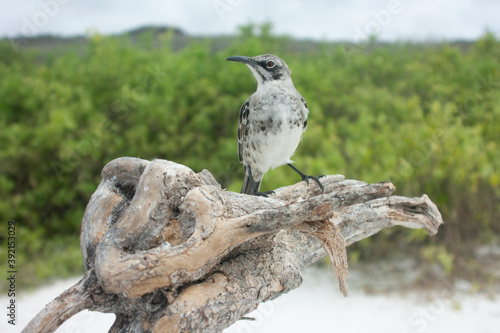 Espanola mockingbird