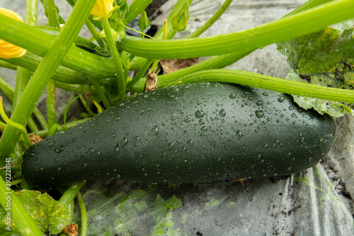 cukinia, courgette