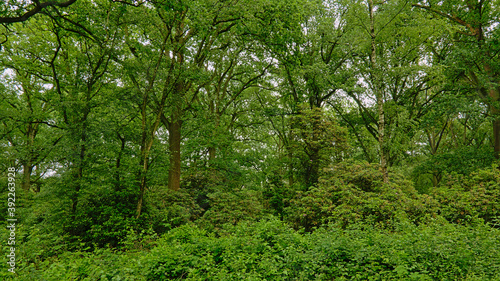 Green spring forest in Kalmthoutse heide nature reserve, Belgium