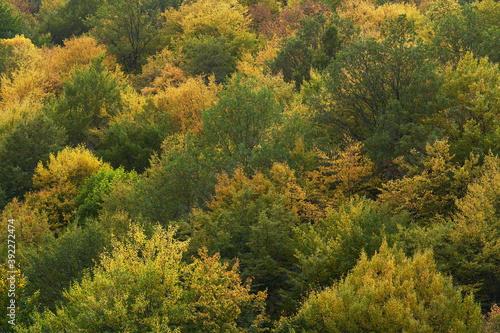 Autumn forest trees with colorful leaves. Autumn season