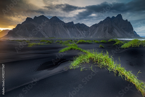 Beautiful Grass Tussocks On The Black Beach Of Stokksnes In the Shadow Of Vestrahorn Mountain In Iceland