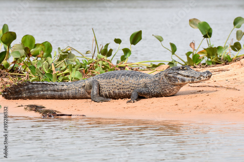 Yacare caiman in the Pantanal, Brazil