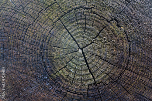 Stary pPień drzewa w przekroju w widocznymi słojami