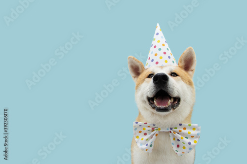 Happy akita dog celebrating birthday or carnival wearing party hat and bowtie. Isolated on blue colored background.