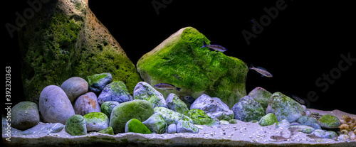 Lake Tanganyika display aquarium. Beautiful rocky habitat biotope with green algaes. 