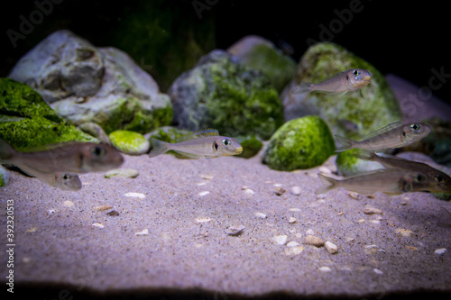 A group of Xenotilapia bathyphilus 'yellow spec' in the display aquarium. Beautiful tanganyika sand cichlid. 