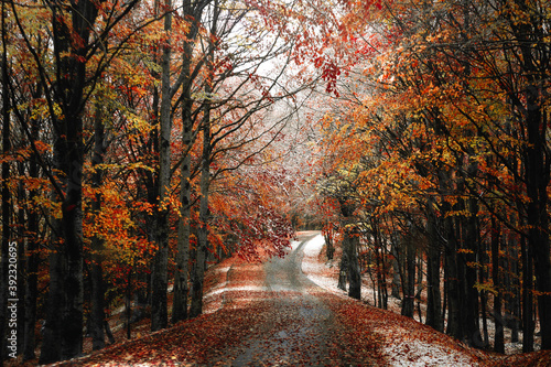 Road with snow in autumn forest