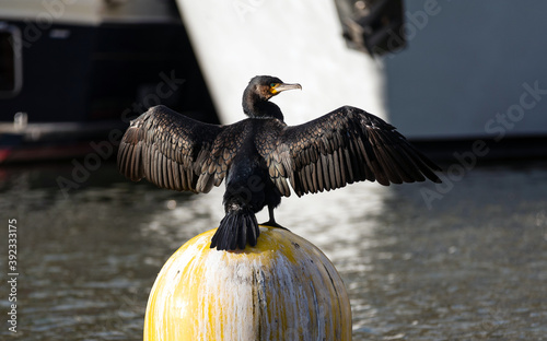 Great Cormorant (Phalacrocorax carbo) spreading its wings on a yellow floating buoy in a port. Wing-drying behaviour.