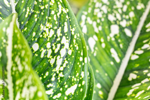 The beautiful leaf contains white and green pigment