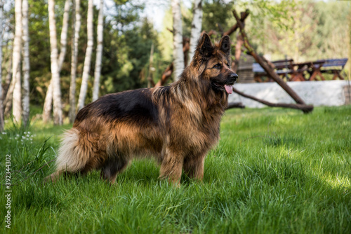 Pies Dog Owczarek Niemiecki podwórko natura