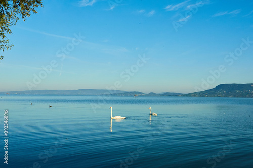 swan on the lake and mountains