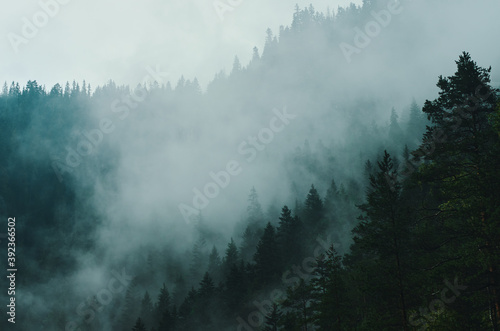Magically misty forest.