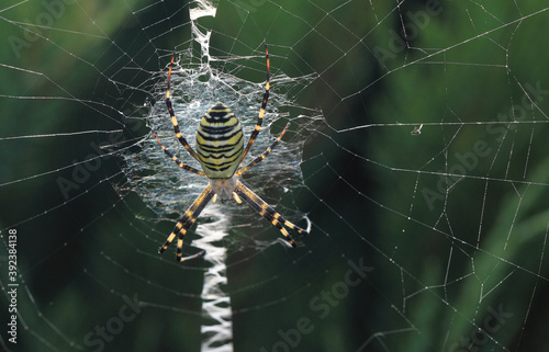 Close up of a spider in nature. Amazing nature. Close up of a spider making web. Macro photography of nature.