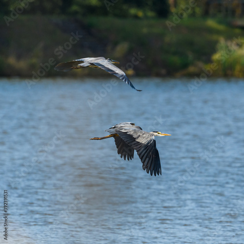 two great blue herons (Ardea herodias) in flight over water