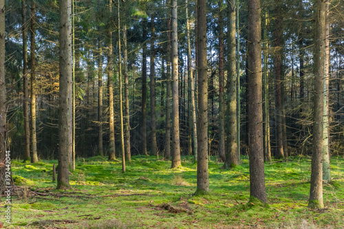 Spruce trees in the nature preserve of Borger, Netherlands
