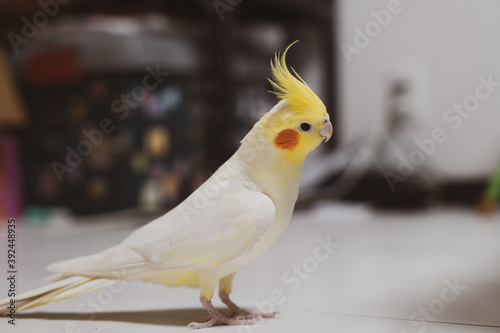 オカメインコ