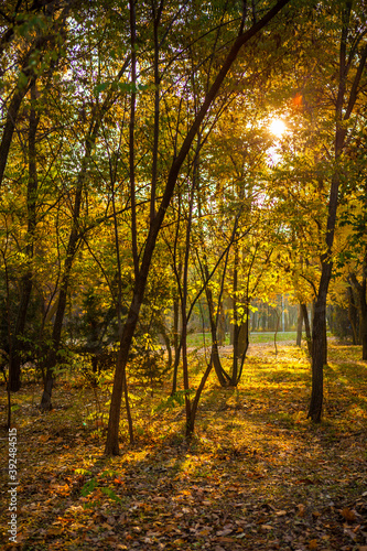 Autumn landscape on a sunset in park