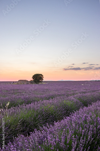 Lavender fields in Brihuega, Spain