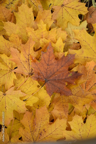 Jesienne liście tło klon złociste autumn leaves maples