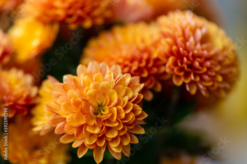 Autumn colorful Chrysanthemums in the garden