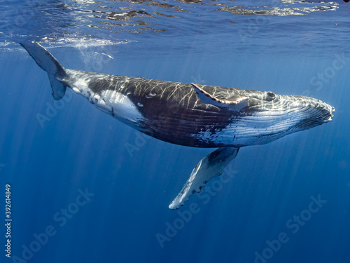 Buckelwale auf Moorea